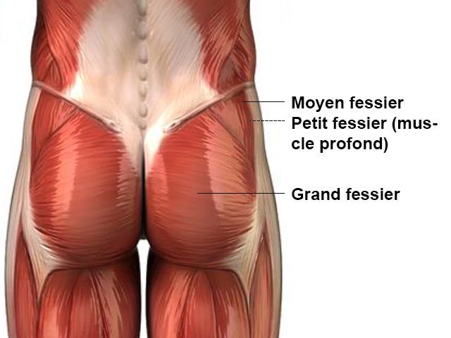 Anatomie des muscles fessiers : grand fessier, moyen fessier et petit fessier